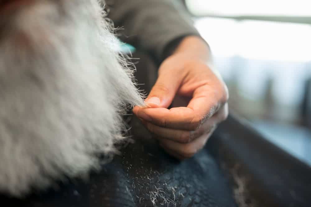 How To Sew On Fur Trim? A Complete Guide 4 hairdresser holding strand gray hair client