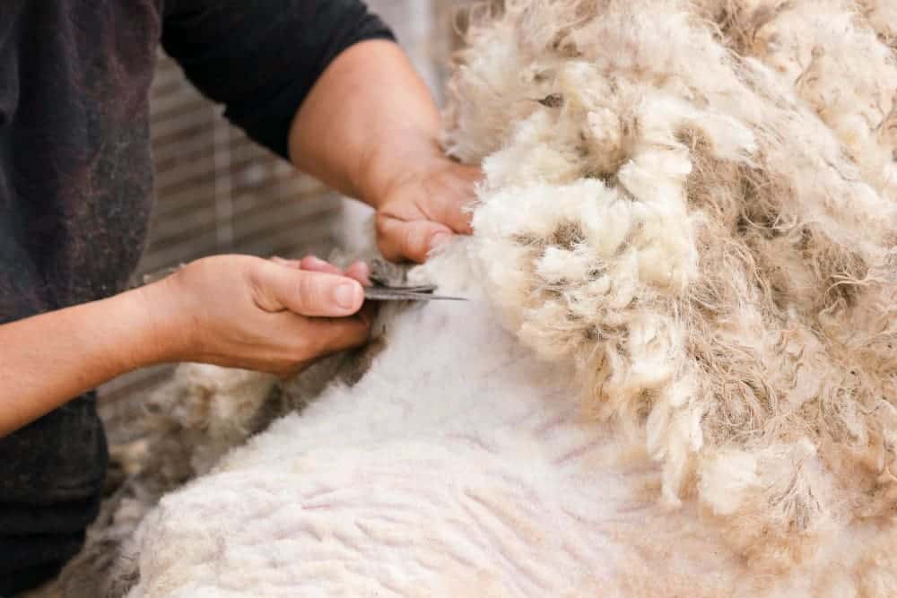 How To Sew On Fur Trim? A Complete Guide 1 shearing man s hand with scissors cuts hair with white sheep
